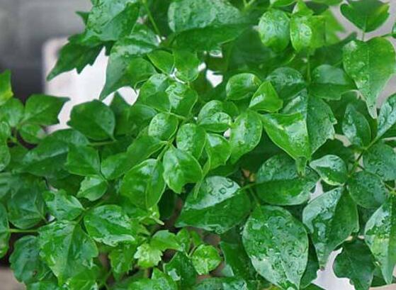 幸福樹(shù)開(kāi)花什么預(yù)兆、寓意著家庭和睦，幸?？鞓?lè)(吉兆)