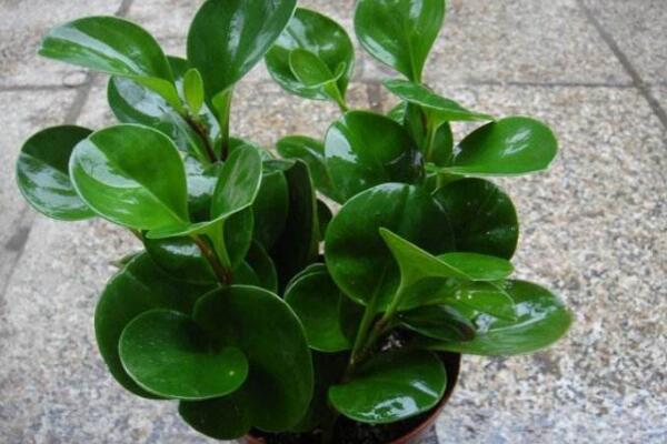 碧玉花開花嗎，每年開花兩次