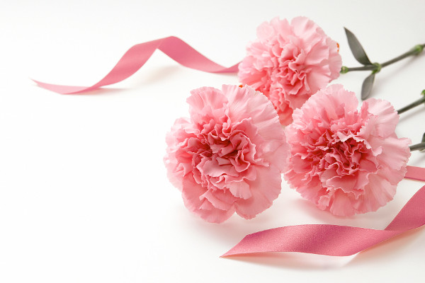 康乃馨從播種到開(kāi)花需要多久