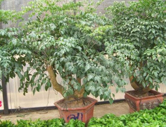 幸福樹病蟲害，盤點最常見的四種病蟲害防治大全