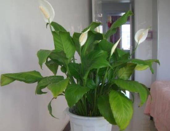 一帆風(fēng)順澆什么水好，澆淘米水、池塘水使枝葉青翠碧綠