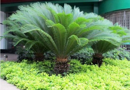 鐵樹開花是吉還是兇，預(yù)示生活美滿、大吉大利(吉兆)