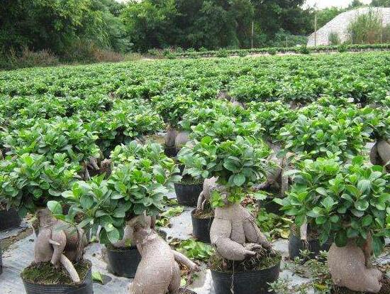 榕樹(shù)的功效與作用，榕樹(shù)八大功效與作用