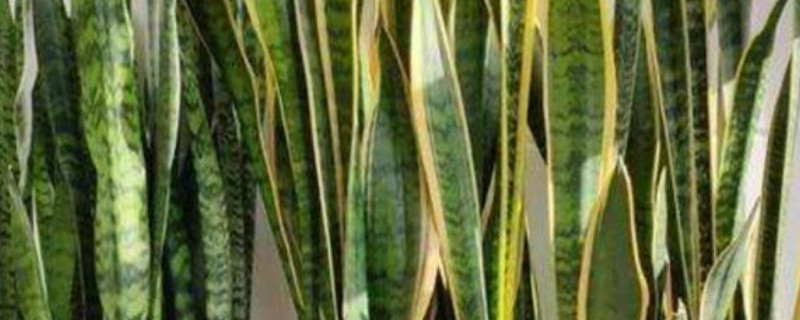 虎皮蘭有毒嗎能放室內(nèi)嗎