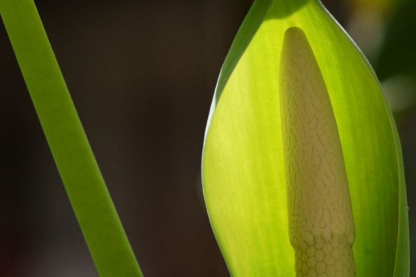 滴水觀音能長(zhǎng)多大