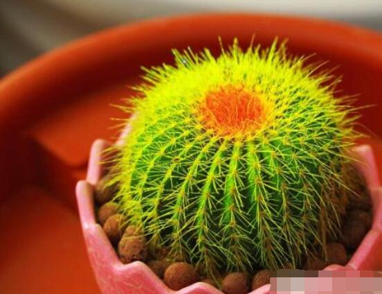 仙人球用什么肥料，鉀、磷肥為主，氮肥為輔