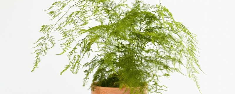 冬天文竹的養(yǎng)殖方法和注意事項