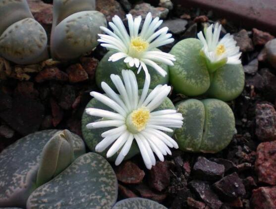 生石花家庭養(yǎng)護(hù)，老農(nóng)總結(jié)最實(shí)用五大要點(diǎn)