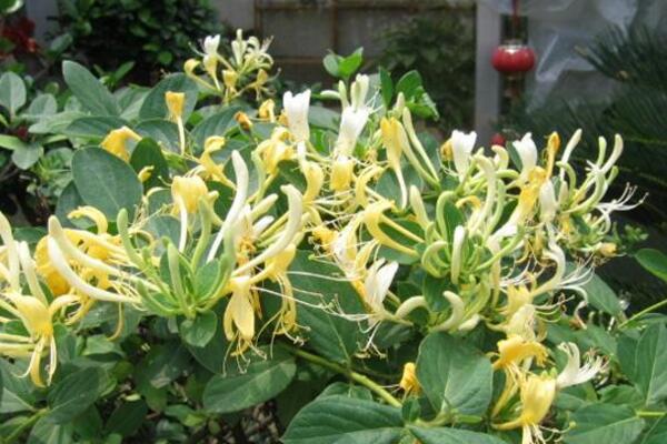 金銀花冬季如何修剪，小寒到立春之間進行修剪