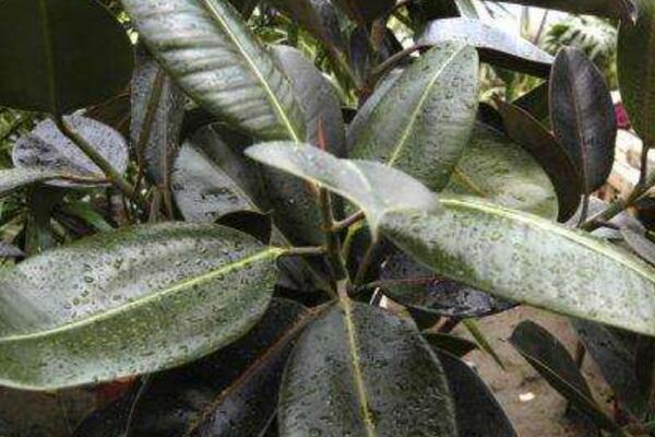 橡皮樹怎么移植，選擇透氣性較好的花盆很重要