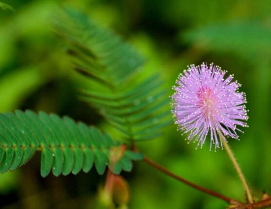 含羞草脫發(fā)能好嗎，能好/注意要有效避免接觸