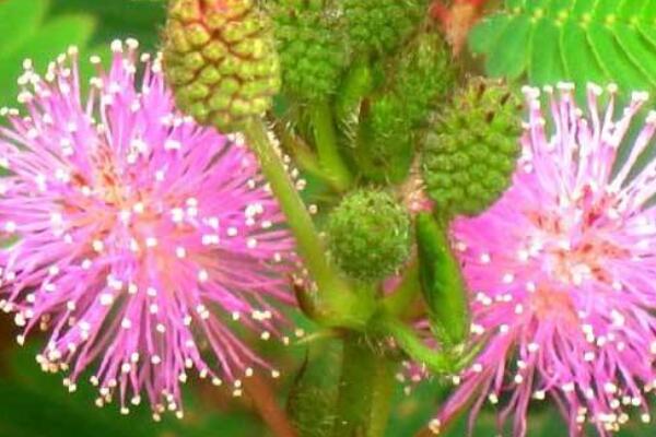 含羞草發(fā)芽后怎么護理