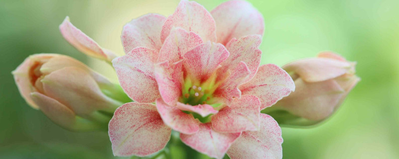 長壽花秋季能移盆嗎