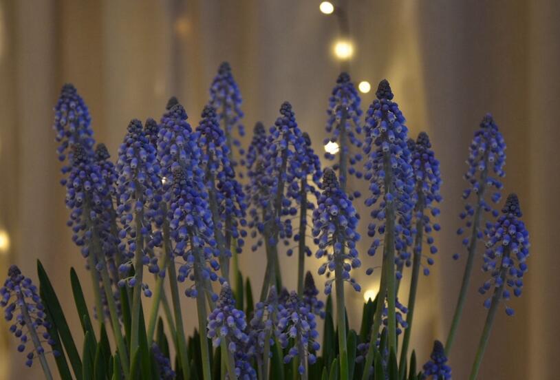 風(fēng)信子花期是什么時(shí)候，不同的品種不同的時(shí)間