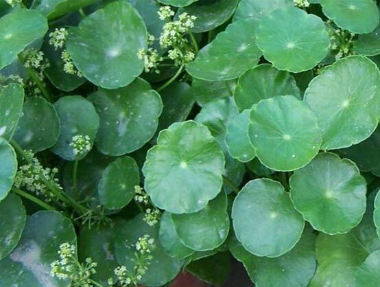 銅錢(qián)草放哪里招財(cái)，教你四個(gè)擺放最佳位置