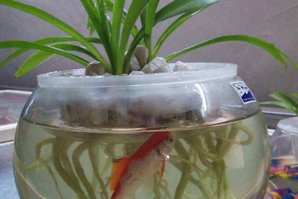 水培滴水觀音能養(yǎng)魚嗎