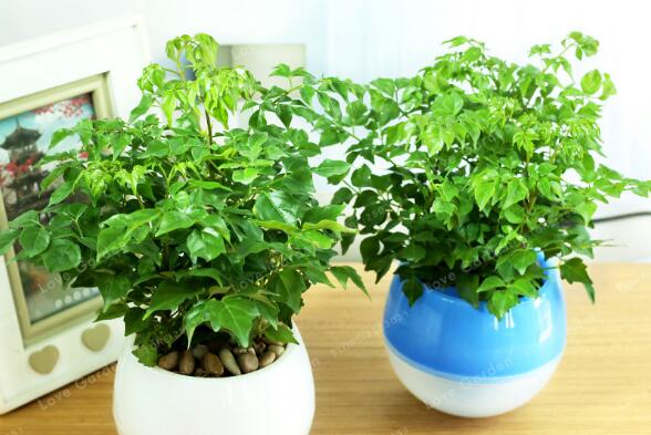 小幸福樹室內養(yǎng)殖方法，必須要掌握的5大要點