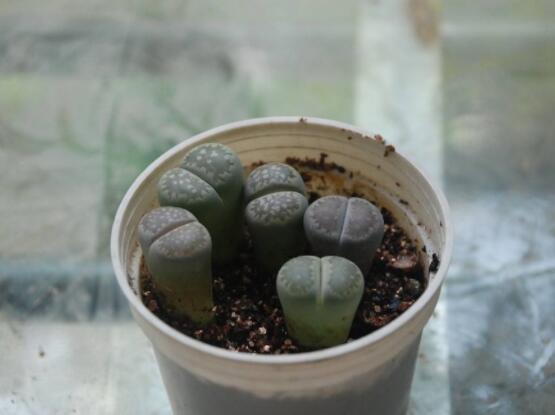 生石花用什么盆好，陶盆、泥瓦盆、紫砂盆任選其一(深盆)