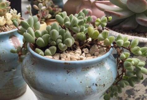 碧玉蓮如何度夏，最主要的是不要隨意澆水