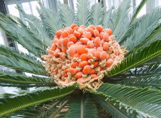 鐵樹開花后會死嗎，鐵樹開花的征兆是什么