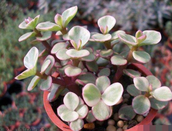 雅樂之舞為什么不紅，做好合適盆土/保持充足光照