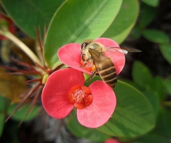 養(yǎng)虎刺梅不吉利嗎，導(dǎo)致全家霉運(yùn)不斷、影響身體健康