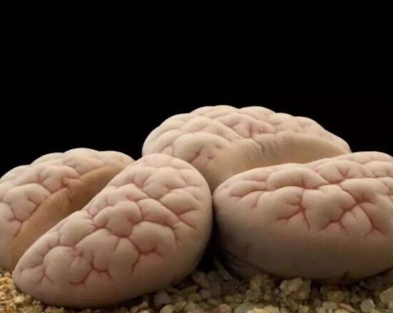 生石花有多少品種，欣賞最好看的六大品種