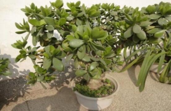 燕子掌葉片發(fā)軟怎么辦，多半是澆水和盆土不當導致