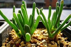 碧光環(huán)怎么養(yǎng)殖，5步教你養(yǎng)好碧光環(huán)