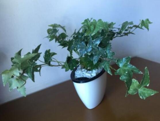 常春藤葉片干枯怎么救，老農(nóng)總結(jié)三種最有效解決辦法