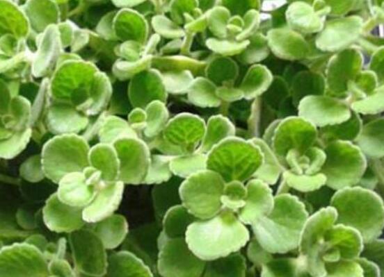 碰碰香扦插方法，教你六點步驟扦插爆盆