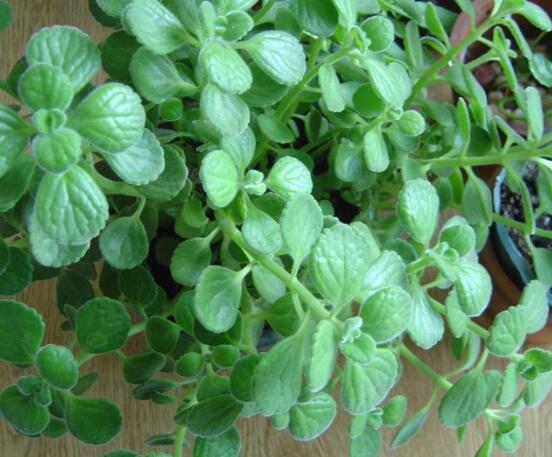 碰碰香的養(yǎng)殖方法，土壤陽(yáng)光澆水施肥修剪病蟲(chóng)害缺一不可