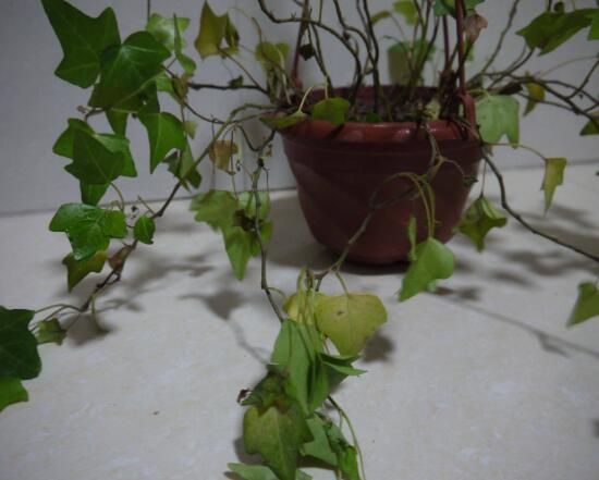 常春藤爛根怎么辦，常春藤爛根的原因及處理方法