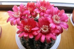 仙人球花和曇花的區(qū)別，顏色、大小、花瓣都可以進行區(qū)分