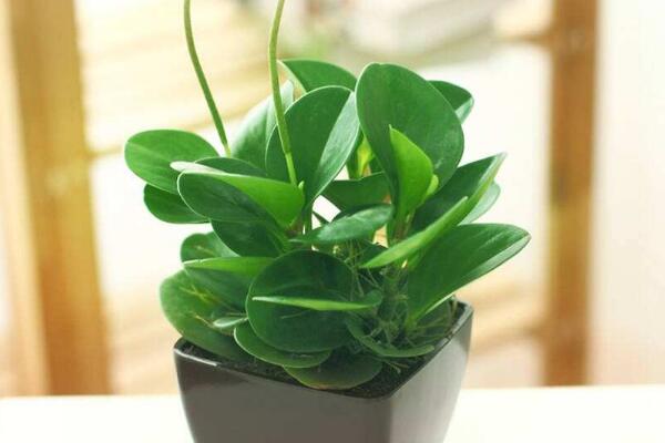 豆瓣綠和碧玉的區(qū)別，豆瓣綠是學名，碧玉是別稱