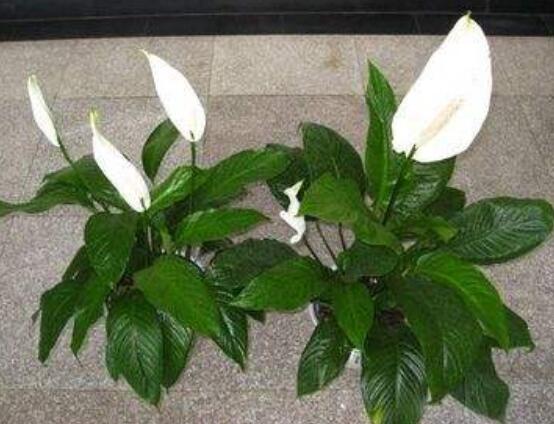 一帆風(fēng)順花蔫了怎么辦，教你四種解決辦法(花大色艷)