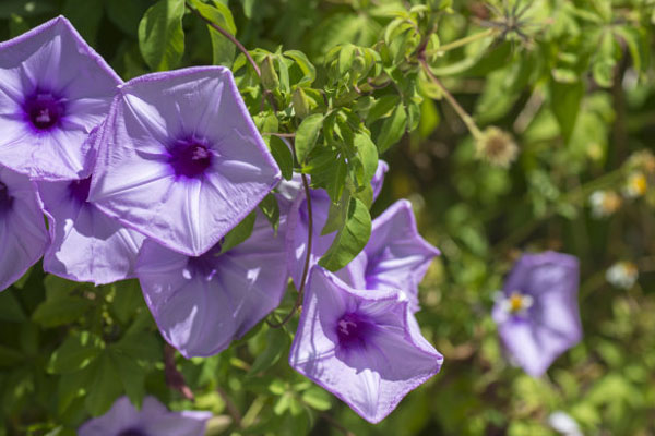 牽?；ㄊ鞘裁搭伾? src="/nongchan/d/file/20201223/kffpkd5acw4.jpg" / data-xAT6="kuCn6V"></p>
<p data-ZOa1="ENnbqE">
	牽?；▽儆谙补庵参铮谏L的過程中，光照不足就會導(dǎo)致植株生長不良、或者不開花，在養(yǎng)殖的過程中，需要將牽?；ǚ旁诠庹粘渥愕沫h(huán)境中養(yǎng)護(hù)，讓植株可以正常的進(jìn)行光合作用。</p>
<p data-aG7u="N5ZtMR">
	<strong data-VD98="pOhskM">3、補充水分</strong></p>
<p data-oFH6="HMb0MV">
	<img alt=