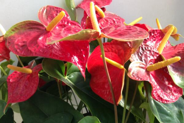 紅掌花芽和葉芽的區(qū)分