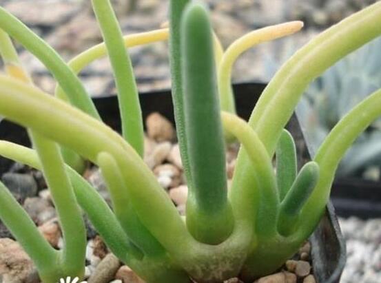 碧光環(huán)種植方法，擇健康種子、保水保肥土壤/淺盆為主