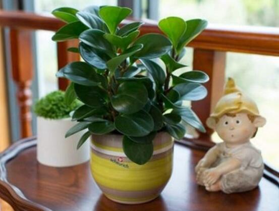 花卉小家碧玉怎么養(yǎng)，老農(nóng)總結(jié)八大基本方法