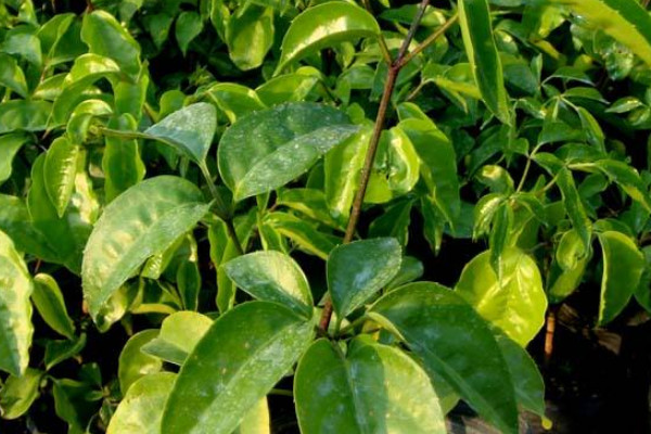 幌傘楓和幸福樹(shù)的區(qū)別