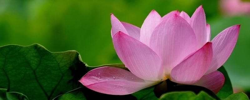 荷花養(yǎng)護應該注意什么