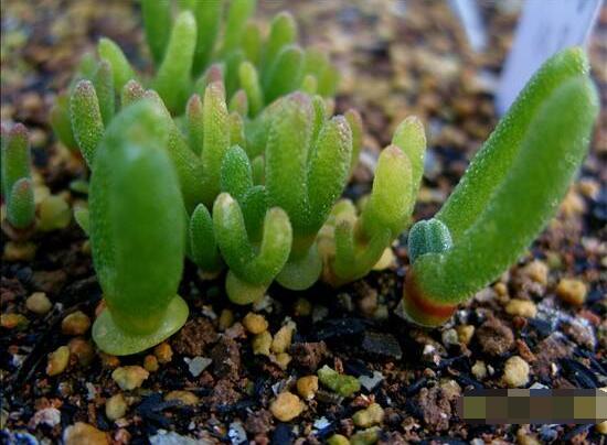 碧光環(huán)爛根怎么辦，兩種爛根防治方法/及時(shí)脫盆修剪消毒