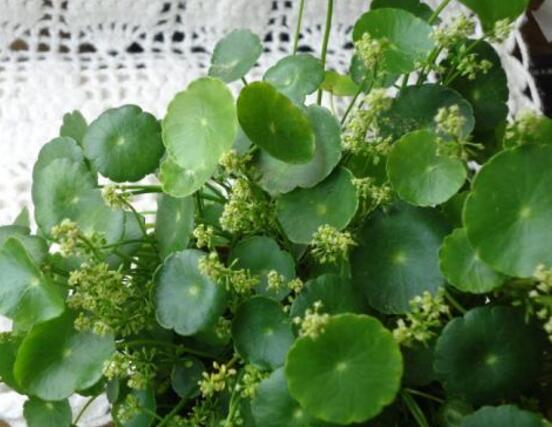 銅錢草的養(yǎng)殖方法和注意事項，老農(nóng)總結(jié)八大基本方法