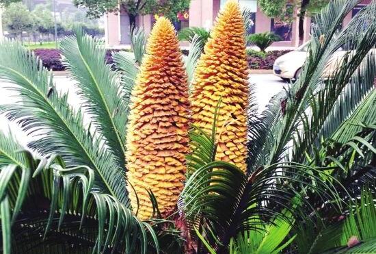 鐵樹開花好不好，象征著幸福、吉祥、富貴