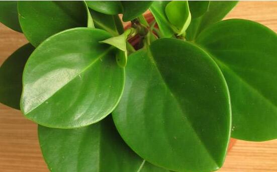 碧玉花葉子發(fā)黑怎么辦，四種原因以及解決辦法