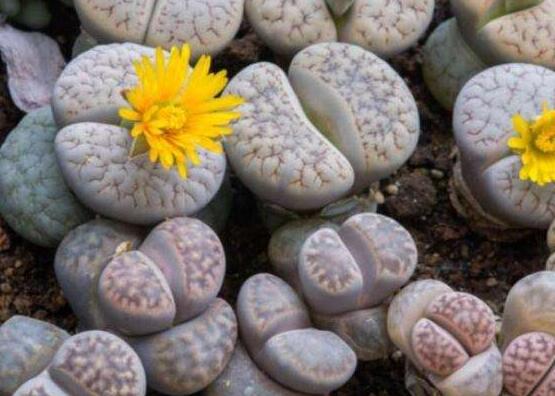 生石花怎么養(yǎng)長得快，老農(nóng)總結(jié)五個(gè)快速生長好方法