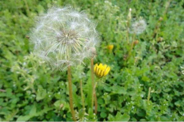 如何種植蒲公英，可以通過(guò)以下4步來(lái)進(jìn)行