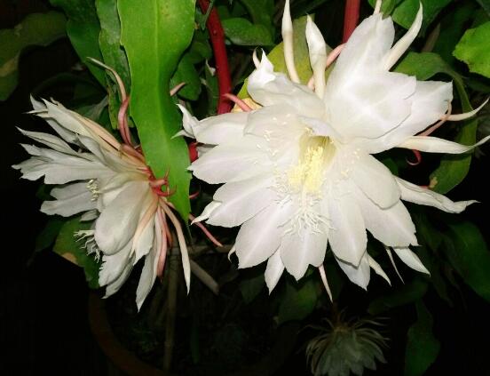 家里養(yǎng)曇花吉利嗎，好運來臨、驚喜不斷(吉祥如意)