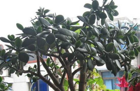 燕子掌怎么修剪，春季最佳/剪除枝條枝葉(瘦病枯)